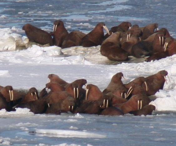 Walruses