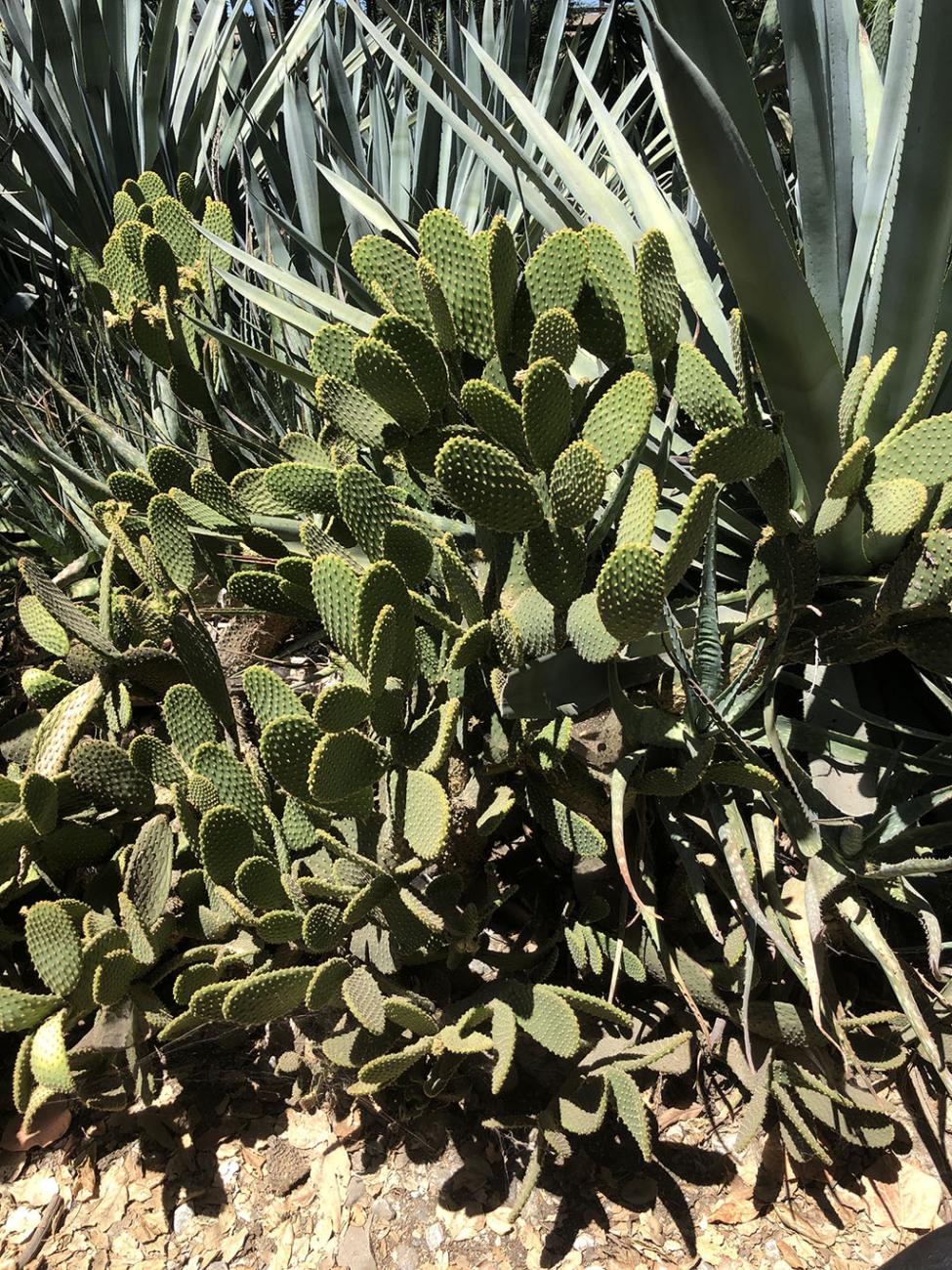 Prickly Pear Cactus