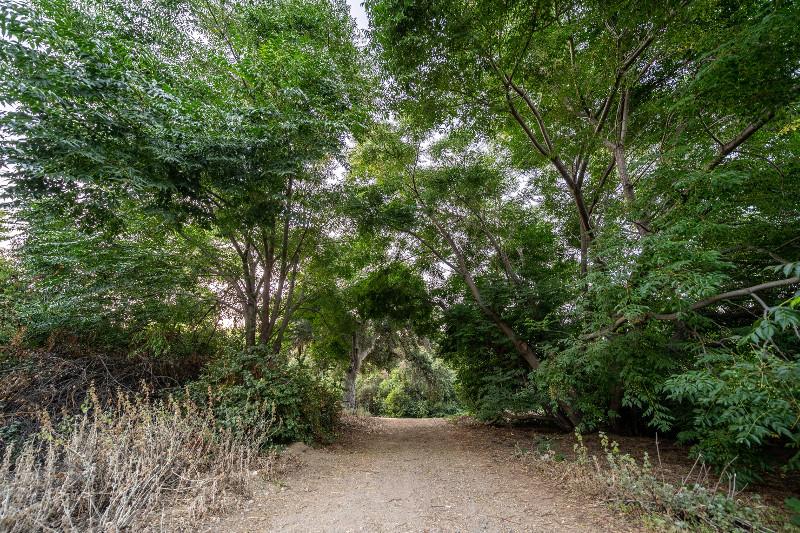 "The Wash" a pathway with oak trees