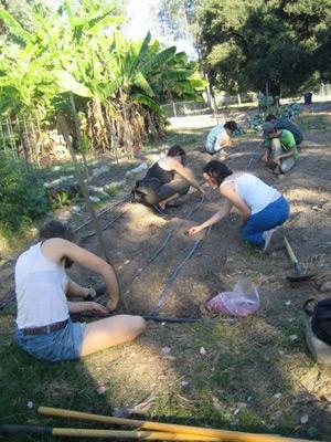 students planting at the farm