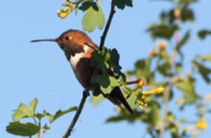 Hummingbird on a branch