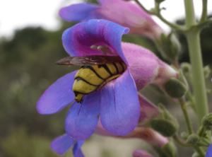 Bee on a flower