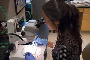 Student using a microscope