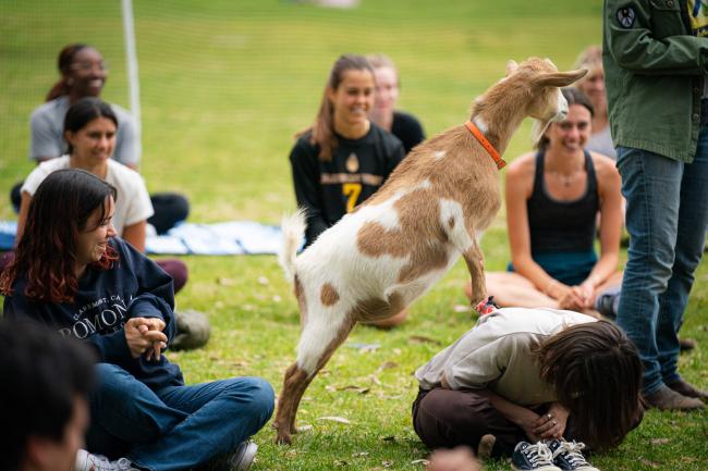 Goat yoga may be the GOAT destress event. The CARES Office sponsored the event for students as they ended their spring semester.