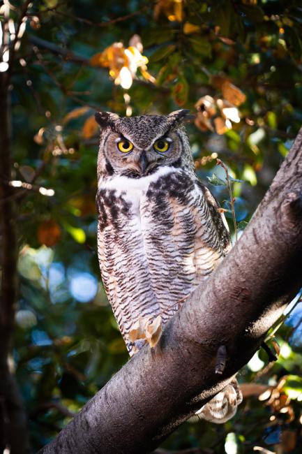 An owl is captured by the lens near Marston Quad in December.
