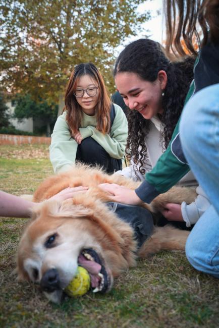 Students took a break from studying for finals to hang out with some furry friends at Pause for Paws organized by the Accessibility Resources and Services Office.