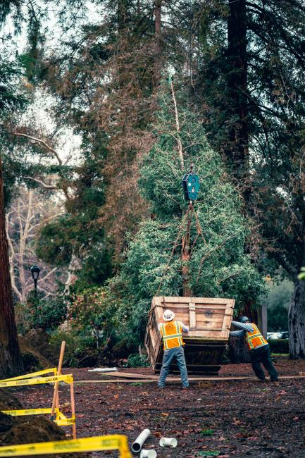 A severe windstorm downed trees along Stover Walk in 2022. Pomona’s grounds crew planted new trees in January 2023 to reforest campus.
