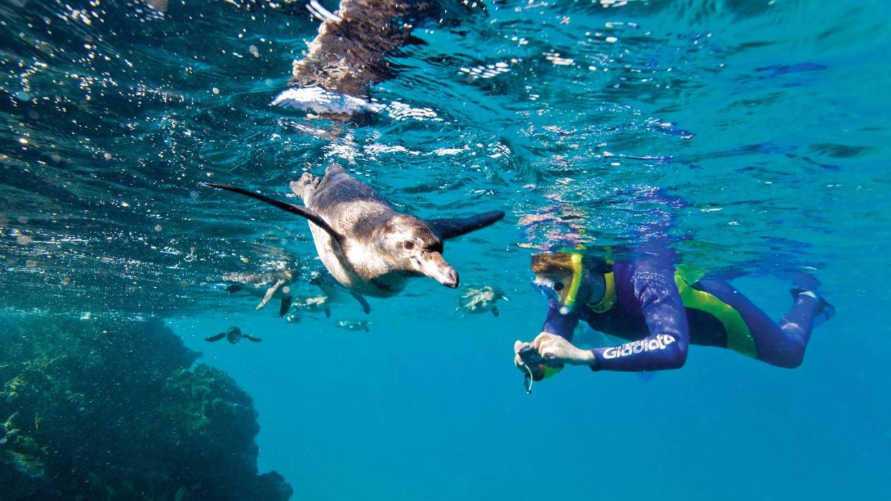 A guest snorkeling with wildlife.