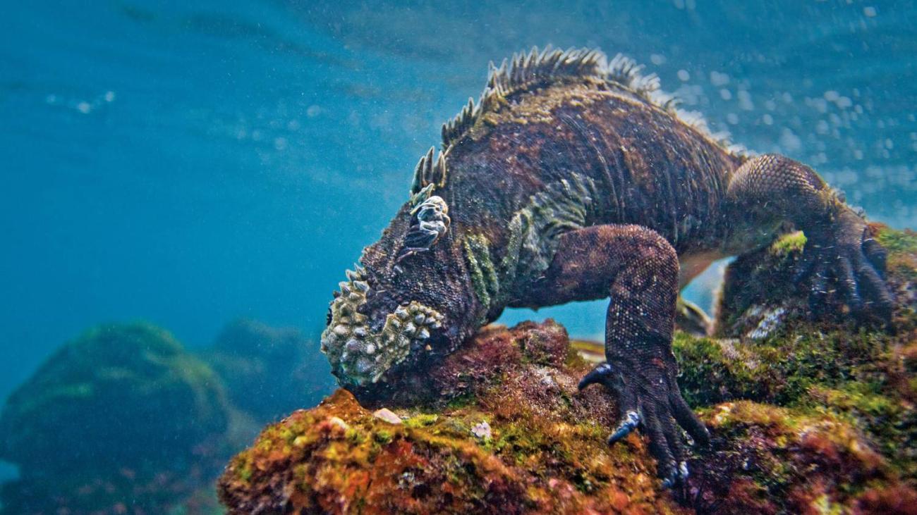 Galápagos wildlife.