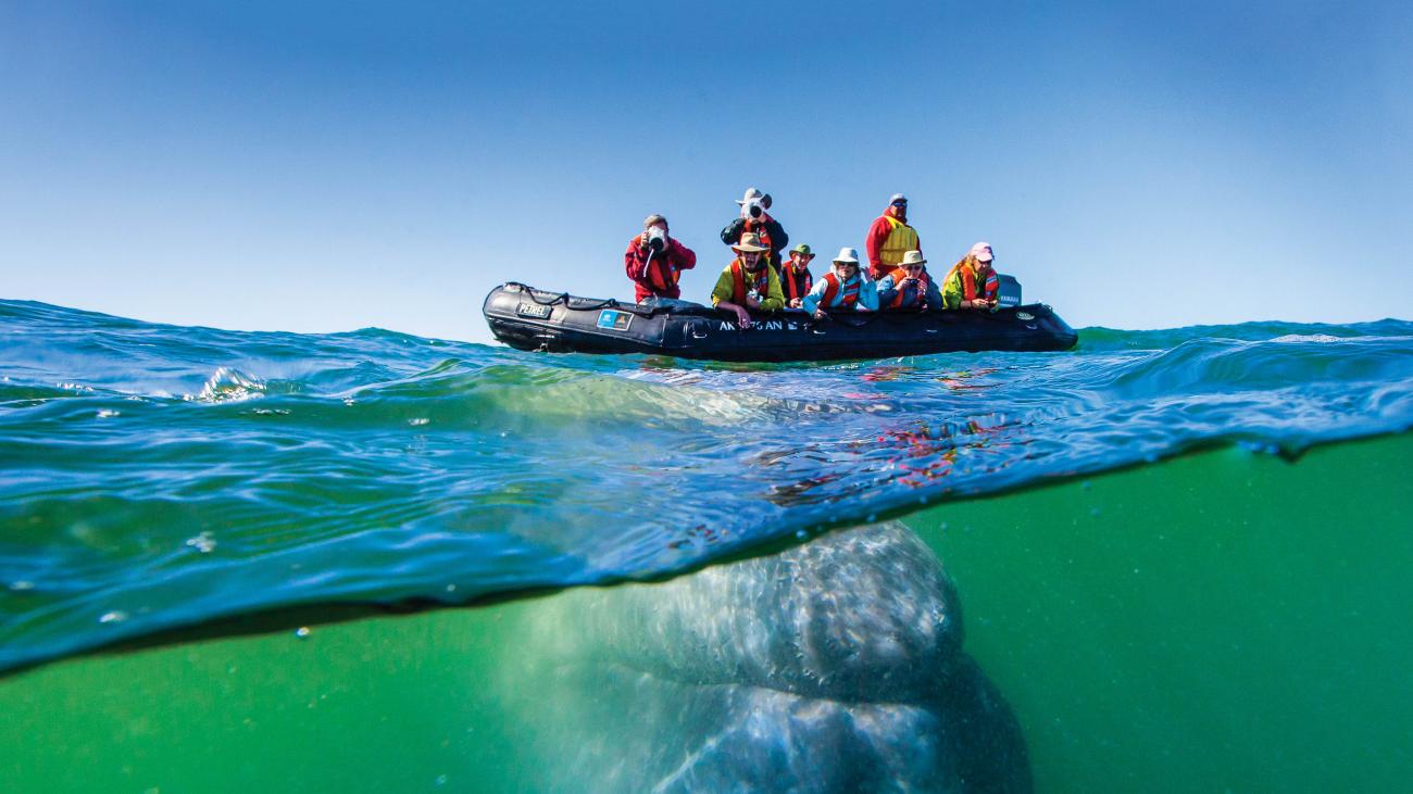 Photo of a boat of whale watchers with a whale below the water