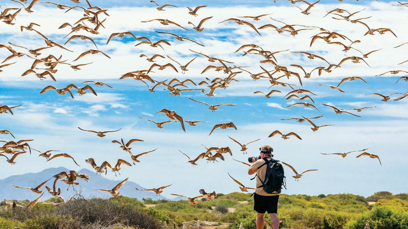 Photo of hiker and lots of birds flying overhead