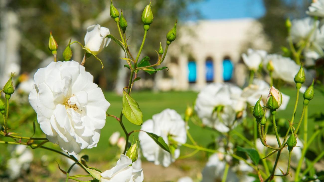 Close-up photo of white flowers with a blurred Bridges Auditorium in the background.