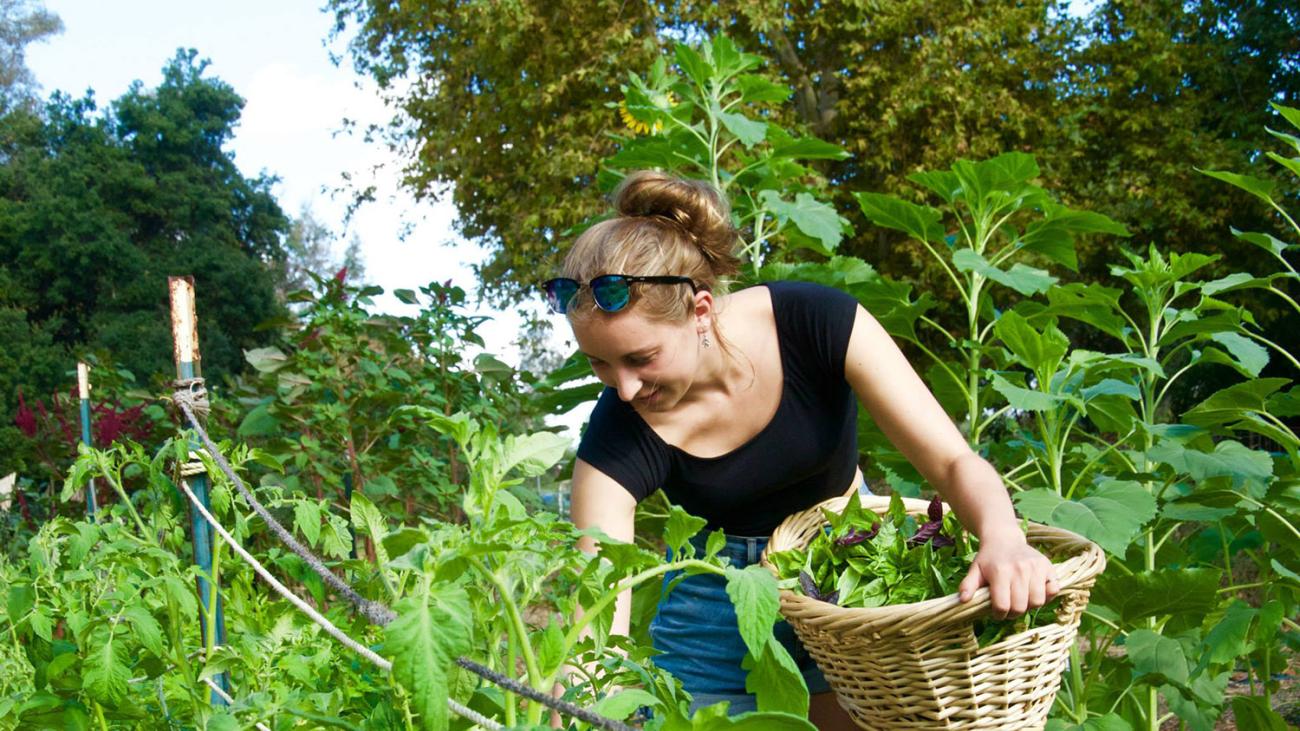 A student harvests basil for a cooking workshop